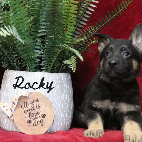 Rocky, German Shepherd Puppy